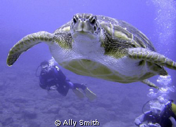 Turtle taken off the south coast of Tenerife.
Canon G9 w... by Ally Smith 